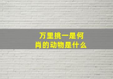 万里挑一是何肖的动物是什么