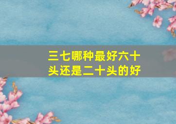 三七哪种最好六十头还是二十头的好