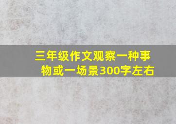 三年级作文观察一种事物或一场景300字左右