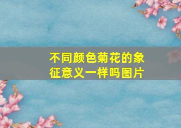 不同颜色菊花的象征意义一样吗图片