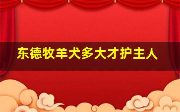 东德牧羊犬多大才护主人