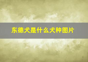 东德犬是什么犬种图片