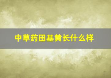 中草药田基黄长什么样