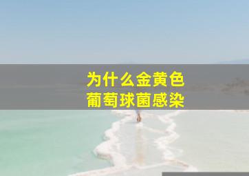 为什么金黄色葡萄球菌感染