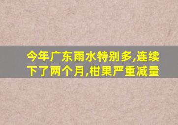 今年广东雨水特别多,连续下了两个月,柑果严重减量