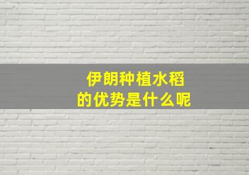 伊朗种植水稻的优势是什么呢