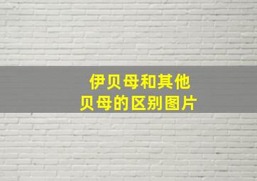 伊贝母和其他贝母的区别图片