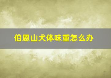 伯恩山犬体味重怎么办