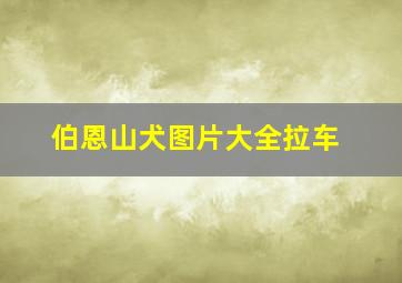 伯恩山犬图片大全拉车