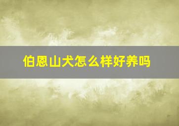 伯恩山犬怎么样好养吗