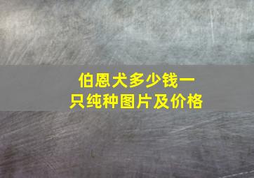 伯恩犬多少钱一只纯种图片及价格