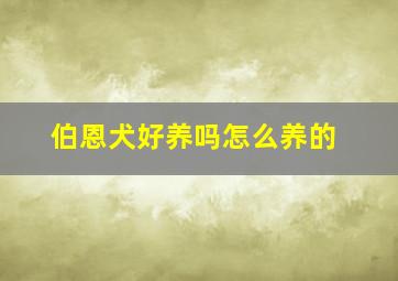 伯恩犬好养吗怎么养的