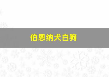 伯恩纳犬白狗