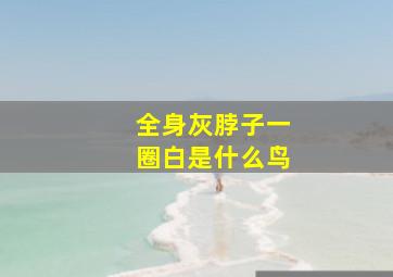 全身灰脖子一圈白是什么鸟