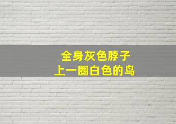 全身灰色脖子上一圈白色的鸟