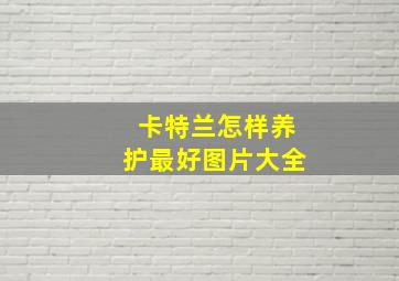 卡特兰怎样养护最好图片大全