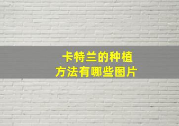 卡特兰的种植方法有哪些图片