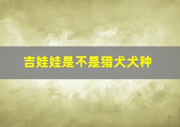 吉娃娃是不是猎犬犬种