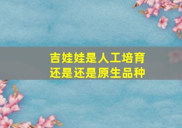 吉娃娃是人工培育还是还是原生品种