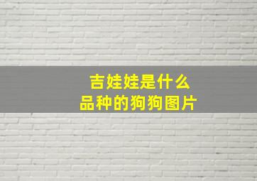 吉娃娃是什么品种的狗狗图片