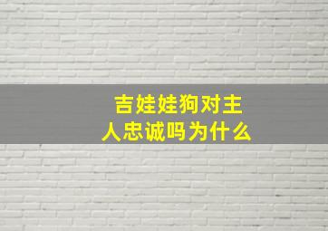 吉娃娃狗对主人忠诚吗为什么