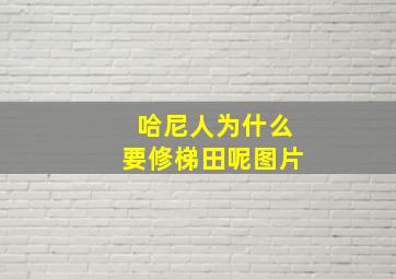 哈尼人为什么要修梯田呢图片