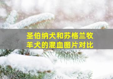 圣伯纳犬和苏格兰牧羊犬的混血图片对比