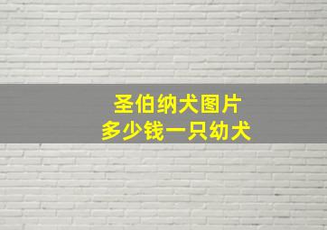 圣伯纳犬图片多少钱一只幼犬