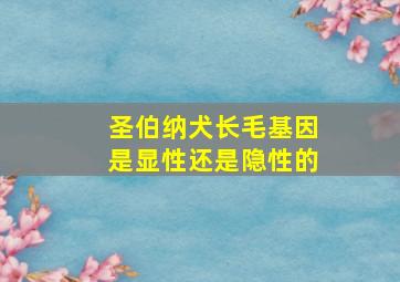 圣伯纳犬长毛基因是显性还是隐性的