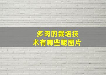 多肉的栽培技术有哪些呢图片