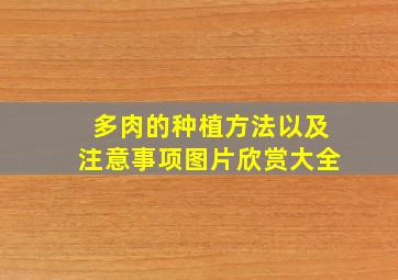 多肉的种植方法以及注意事项图片欣赏大全