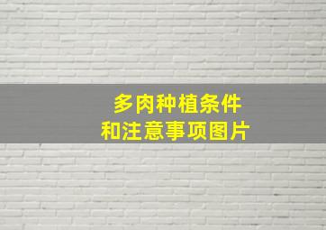 多肉种植条件和注意事项图片