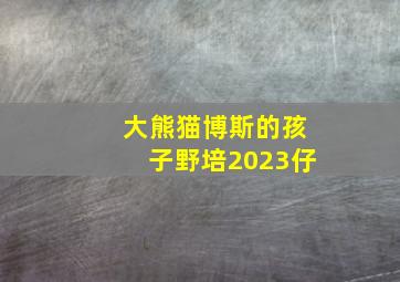 大熊猫博斯的孩子野培2023仔