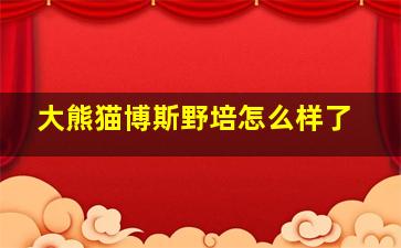 大熊猫博斯野培怎么样了