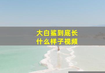 大白鲨到底长什么样子视频