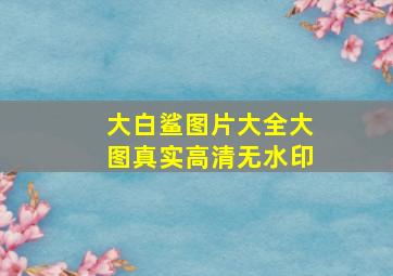 大白鲨图片大全大图真实高清无水印