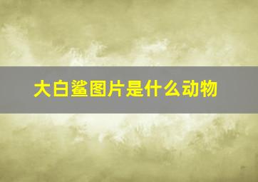 大白鲨图片是什么动物