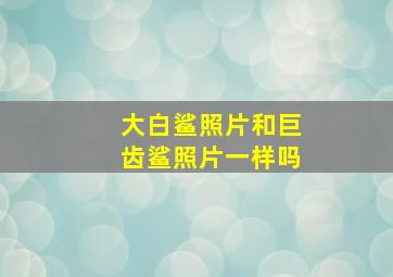 大白鲨照片和巨齿鲨照片一样吗