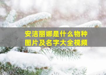 安洁丽娜是什么物种图片及名字大全视频