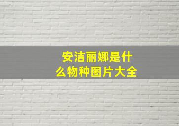 安洁丽娜是什么物种图片大全