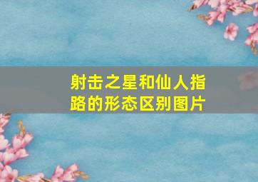 射击之星和仙人指路的形态区别图片