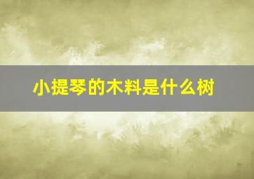 小提琴的木料是什么树