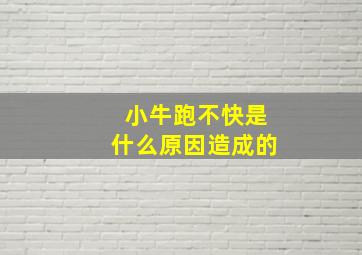 小牛跑不快是什么原因造成的