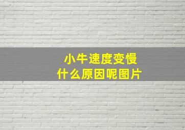 小牛速度变慢什么原因呢图片