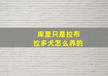 库里只是拉布拉多犬怎么养的