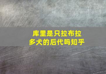 库里是只拉布拉多犬的后代吗知乎