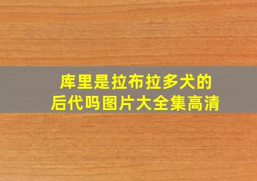 库里是拉布拉多犬的后代吗图片大全集高清