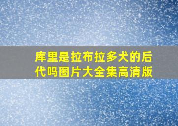 库里是拉布拉多犬的后代吗图片大全集高清版