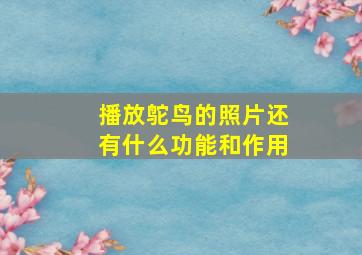 播放鸵鸟的照片还有什么功能和作用