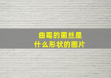 曲霉的菌丝是什么形状的图片